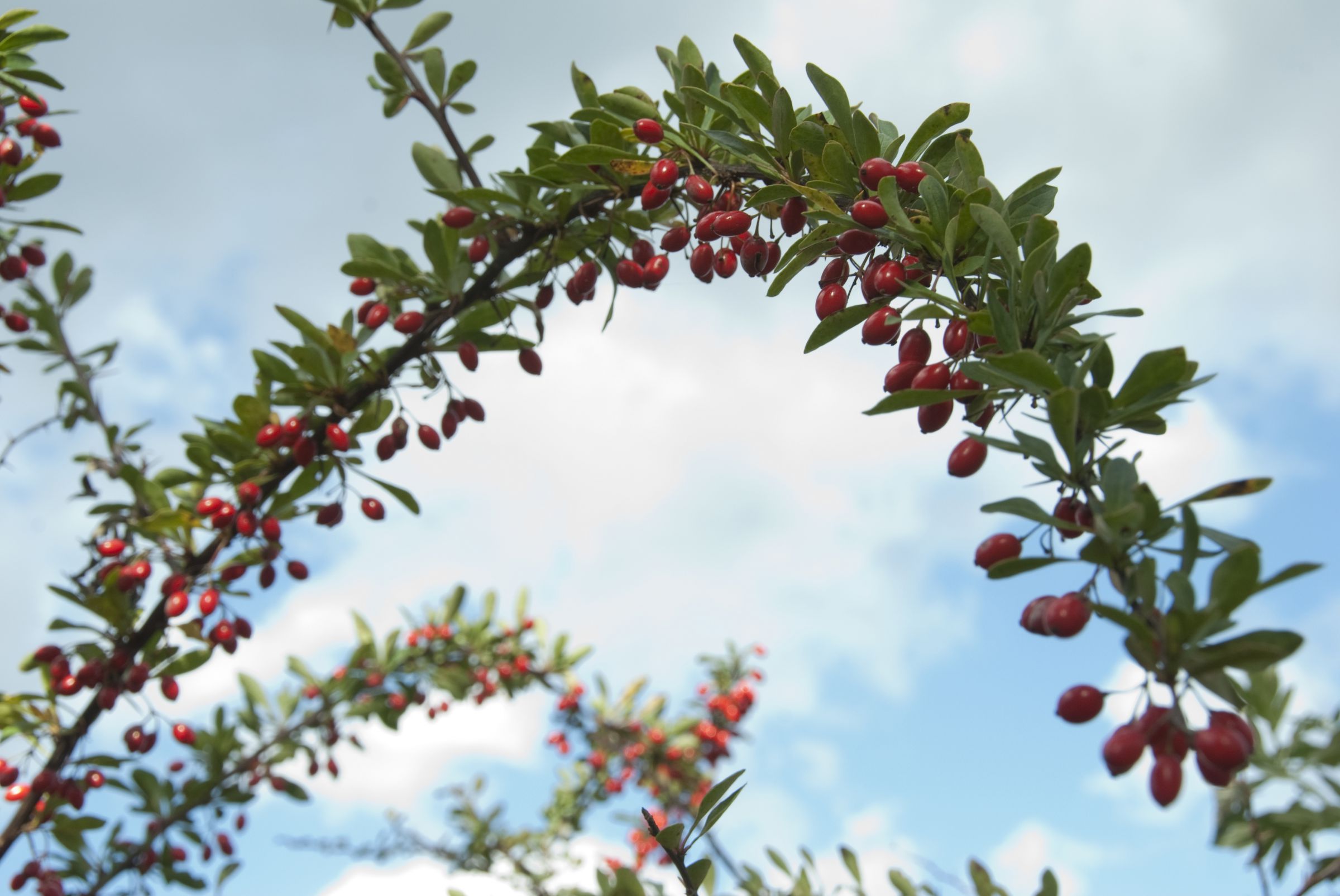 赤い実のアーチ | GANREF