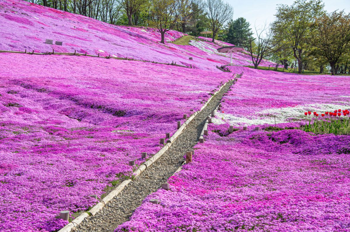 Pink world | GANREF
