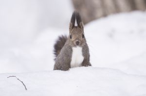 長い耳 動物 小動物 Ganref