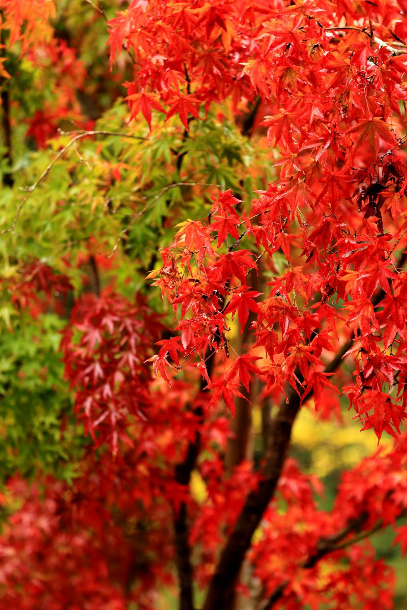 6D・70Dで愛媛県石鎚山の紅葉を撮ってきました。 | GANREF