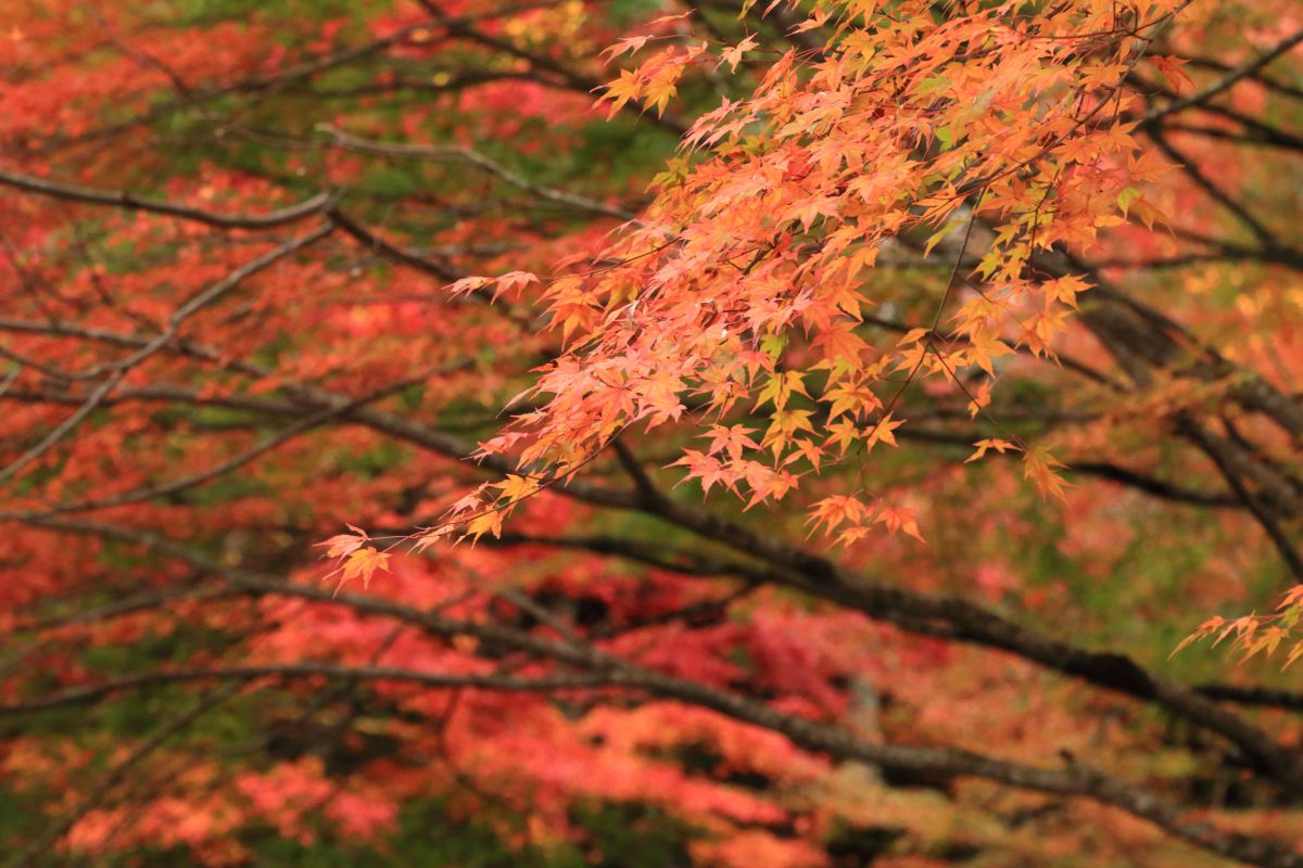 6D・70Dで愛媛県石鎚山の紅葉を撮ってきました。 | GANREF