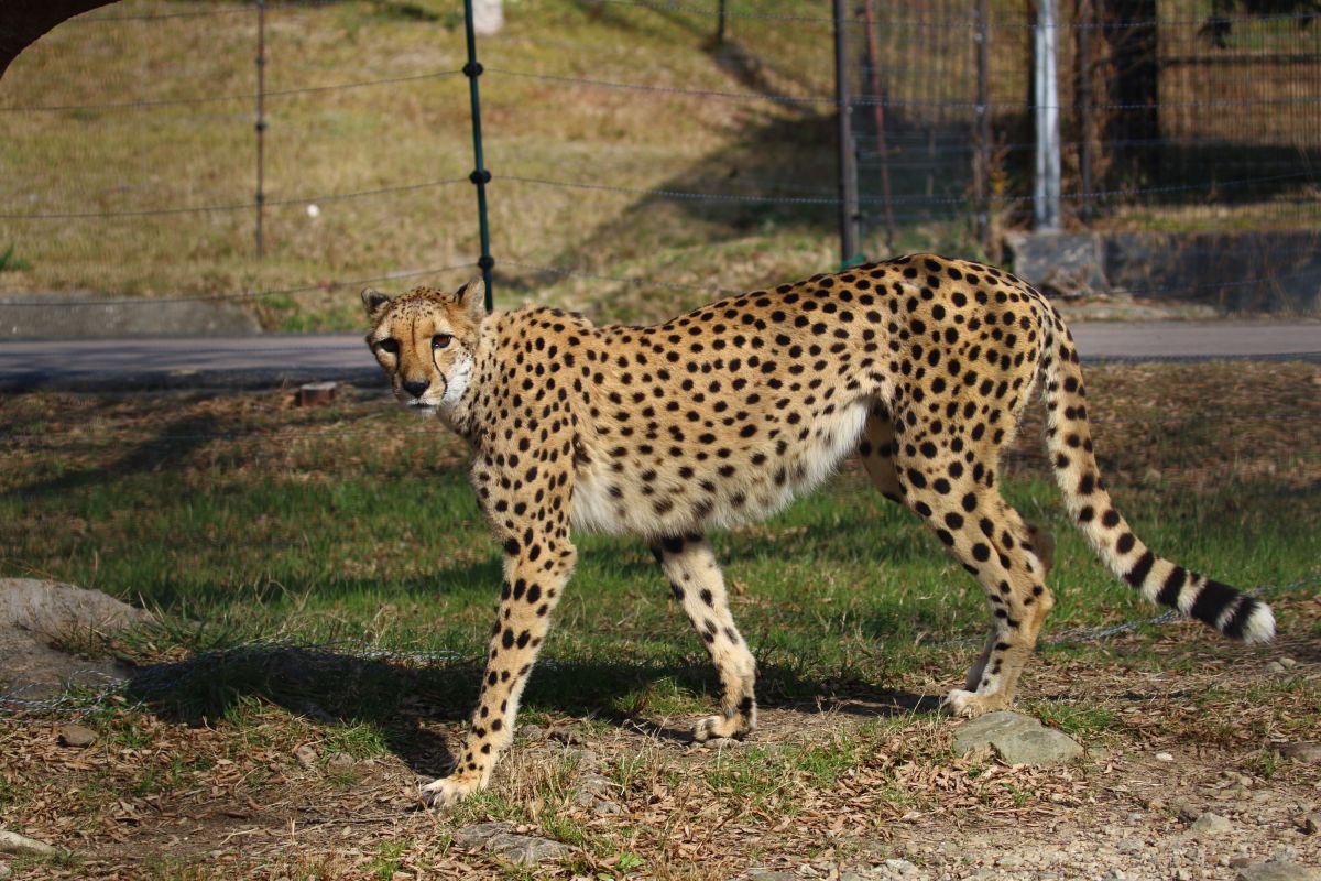 筋骨隆々 動物 その他の陸の生物 Ganref