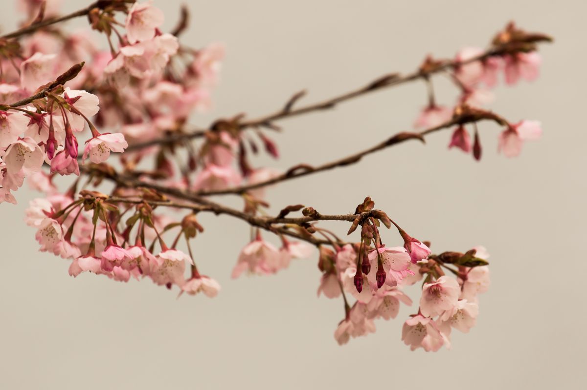 蜂須賀桜 ハチスカザクラ 植物 桜 Ganref