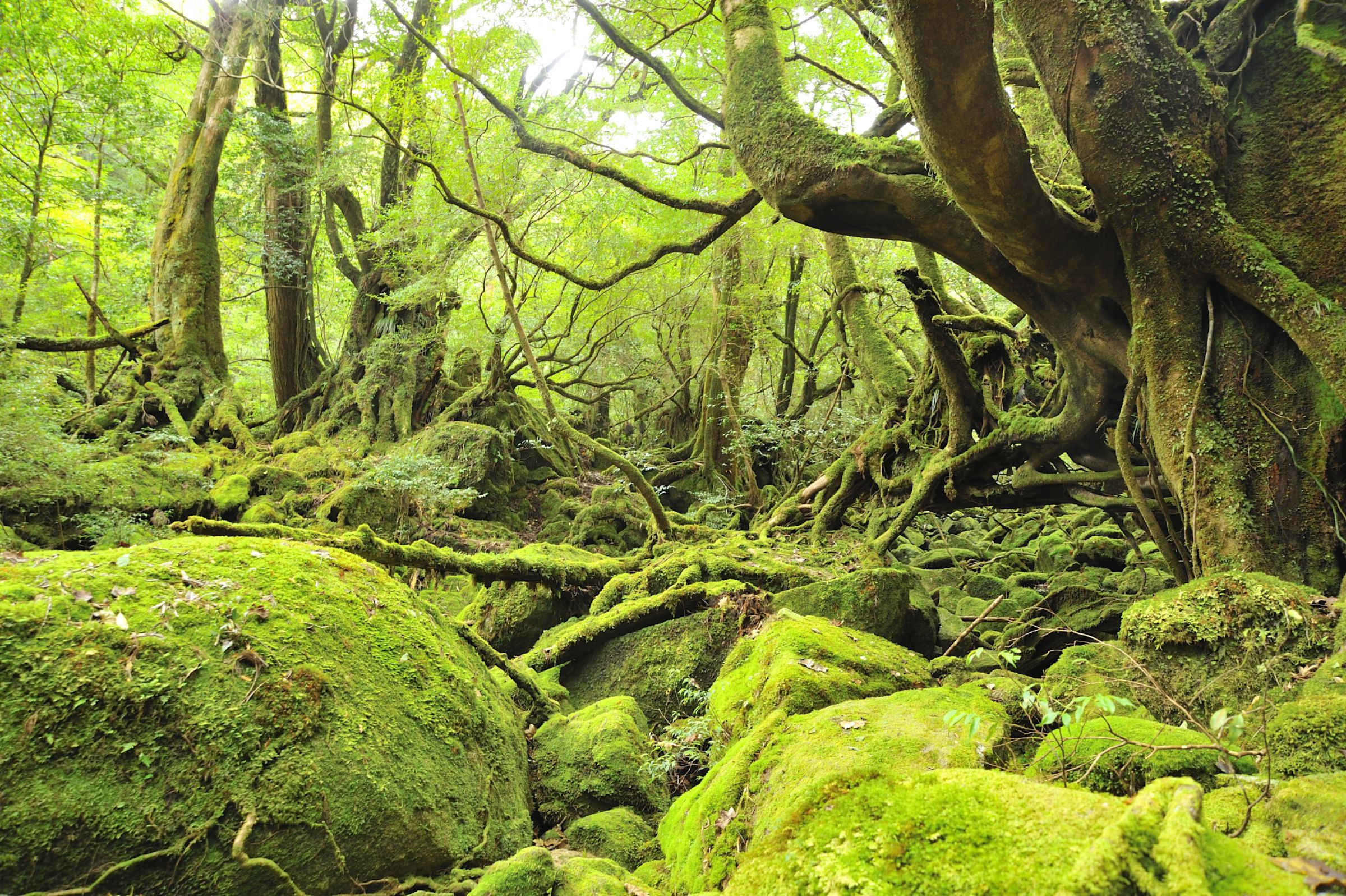 シシ神の森 | GANREF