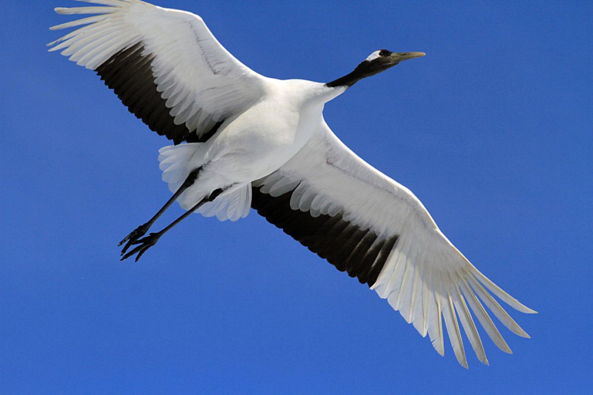 タンチョウ鶴 動物 鳥類 Ganref