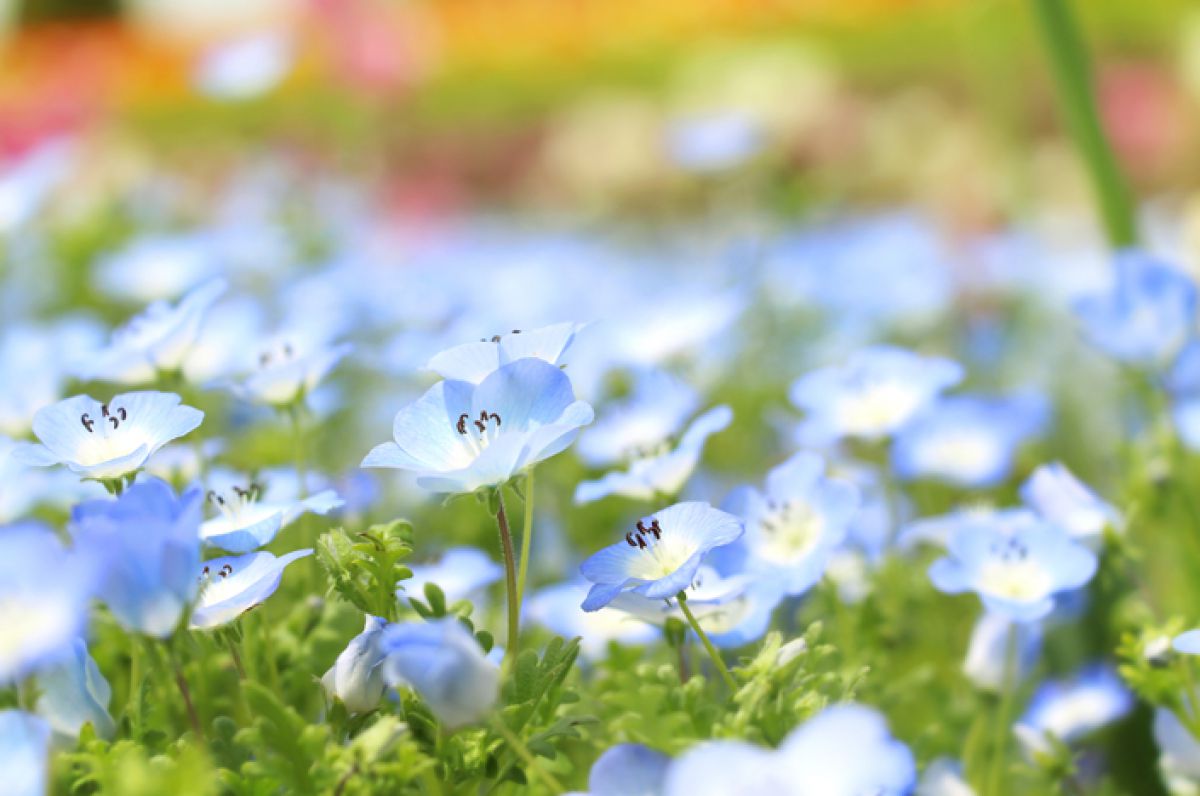 青夢花畑 植物 花 花びら Ganref