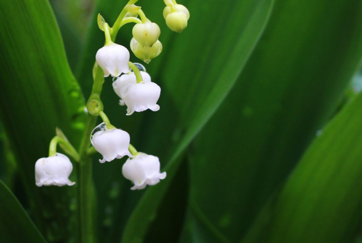 濡れ鈴蘭03 植物 花 花びら Ganref 濡れ鈴蘭03 植物 花 花びら Ganref