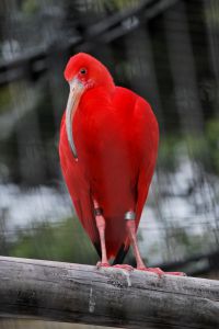 赤鳥 1e2de252071ce42c3a056a0bd331eb