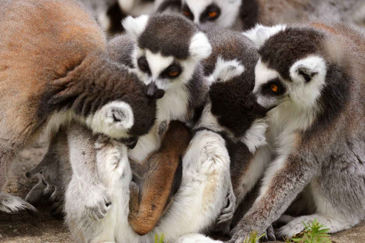みんな興味津々 動物 小動物 Ganref