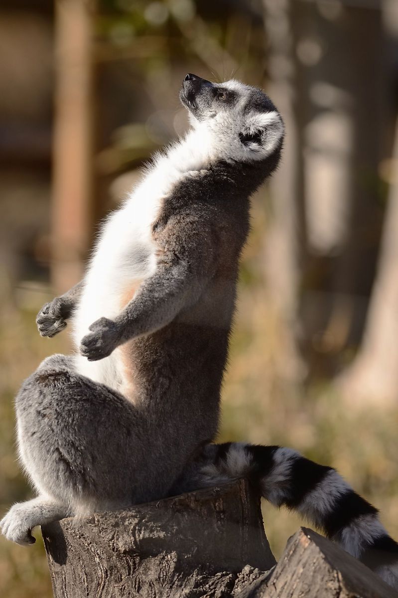 ドンマイの僕 今年は強くなりたいです 動物 小動物 Ganref