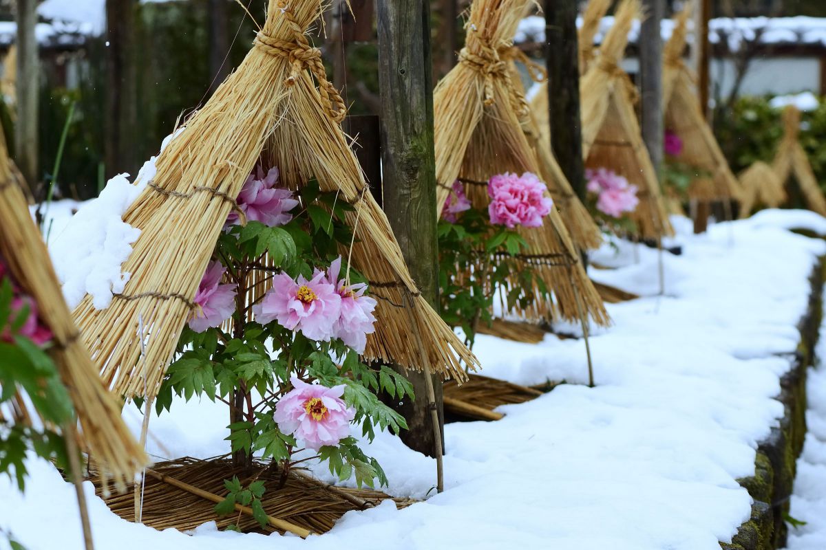 藁笠冬牡丹 藁帽子を被り雪を凌ぐピンクの冬牡丹 | GANREF