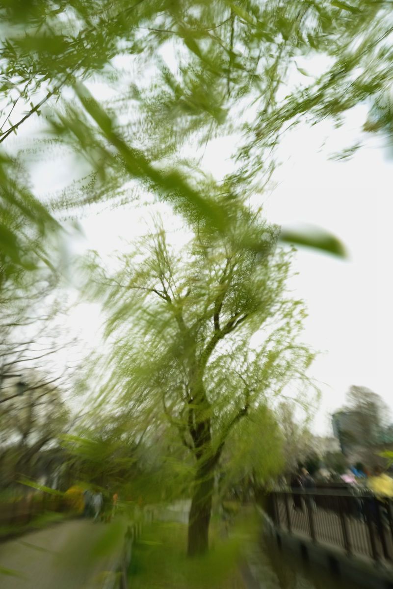 春の嵐 ① GANREF