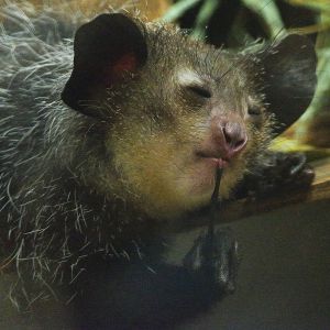 アイアイ 神秘のベールに包まれて 動物 小動物 Ganref