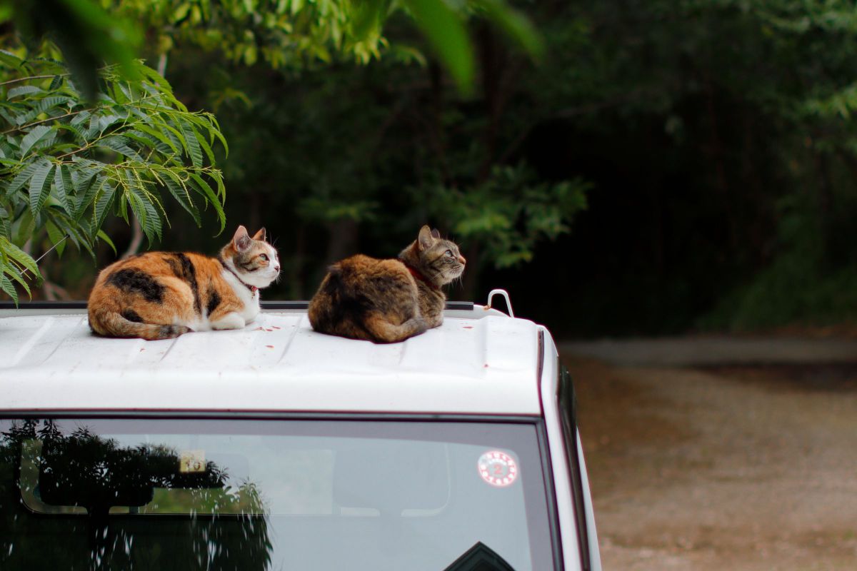 シンクロ猫姉妹  動物 ＞ 猫  GANREF