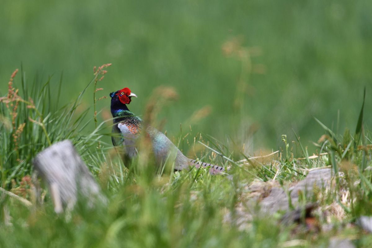 国鳥登場 動物 鳥類 Ganref