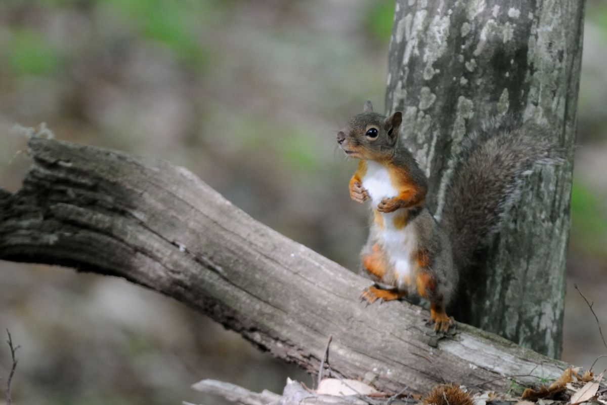 ファイティングポーズ 動物 小動物 Ganref