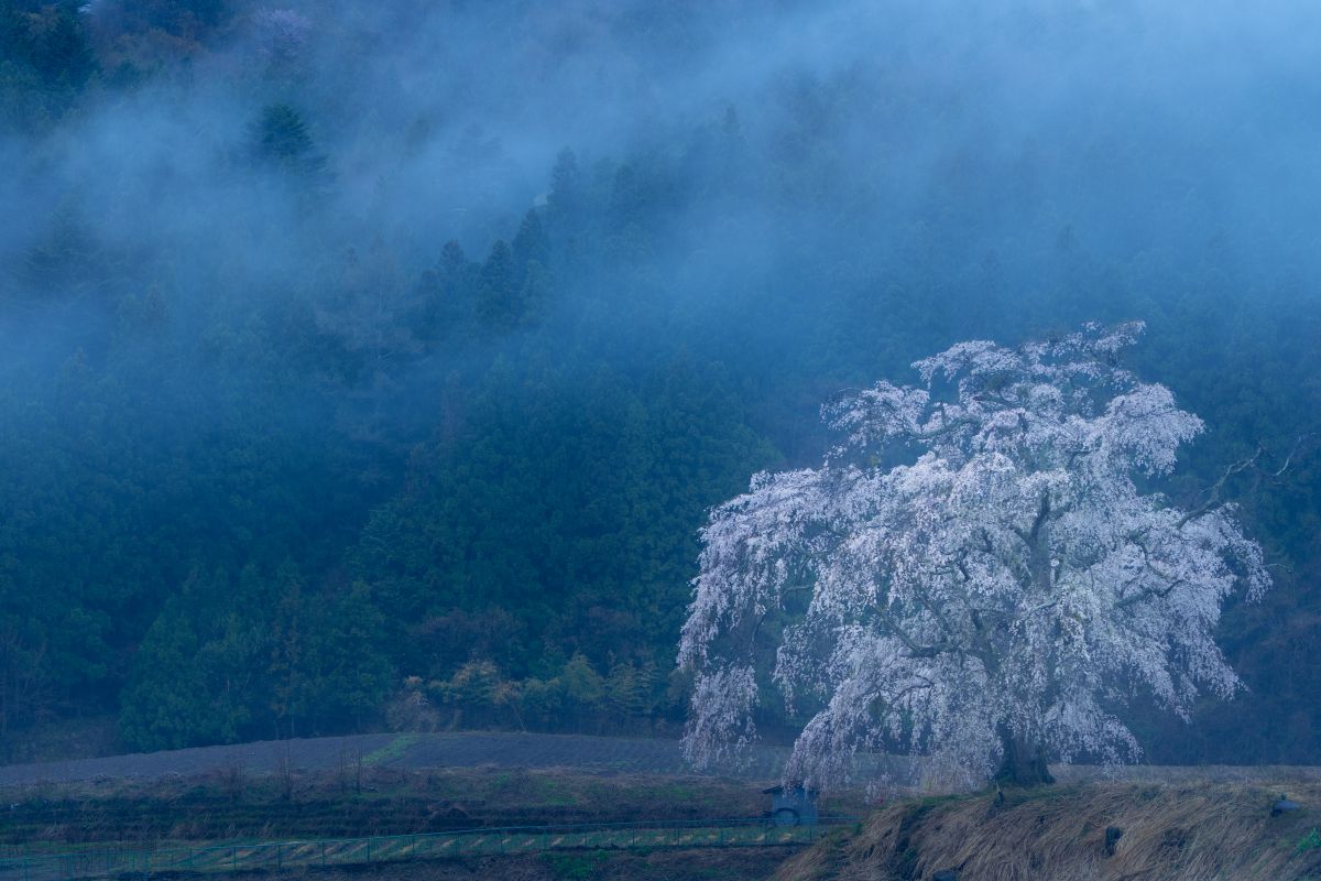 霧雨に咽ぶ 自然 風景 気象 天候 天気 Ganref