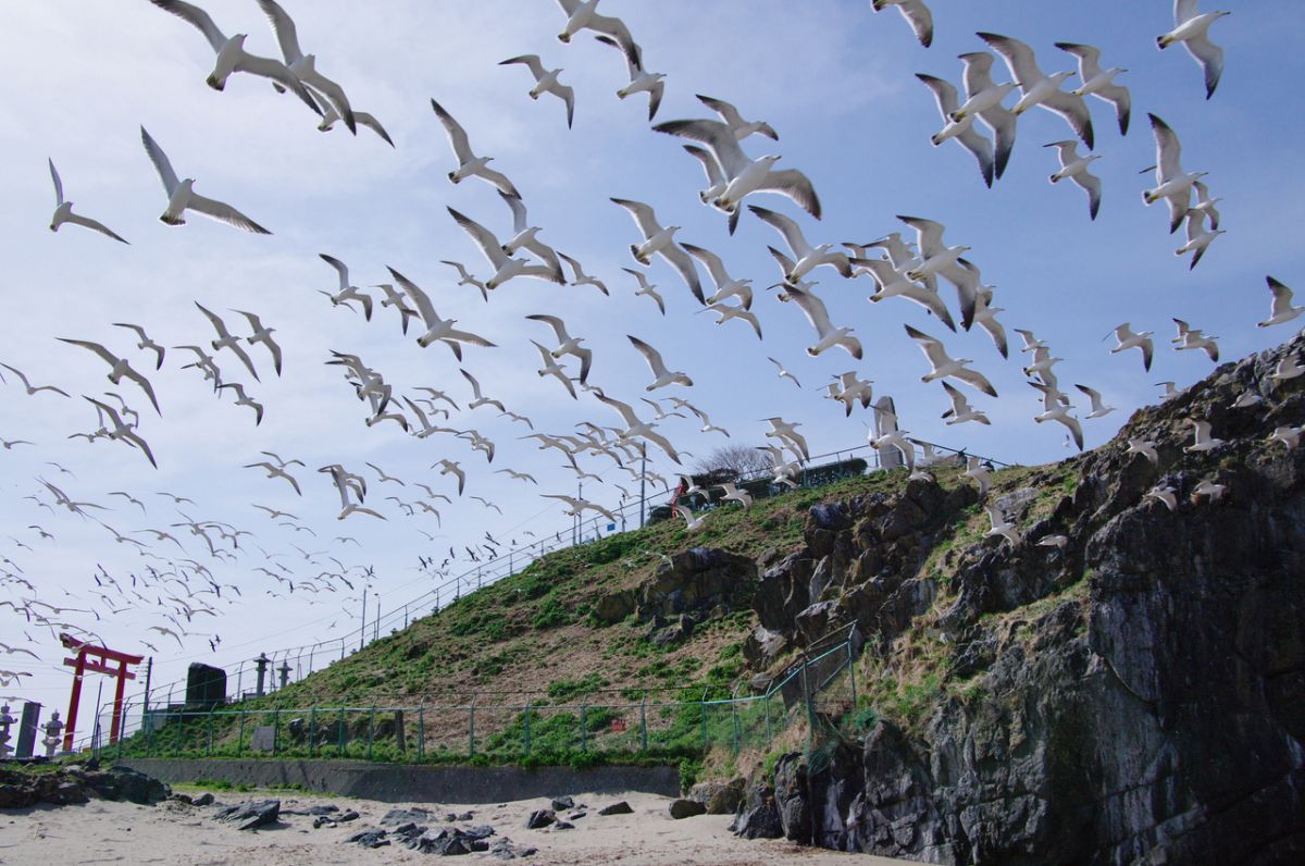 八戸 蕪島のウミネコたち 動物 鳥類 Ganref