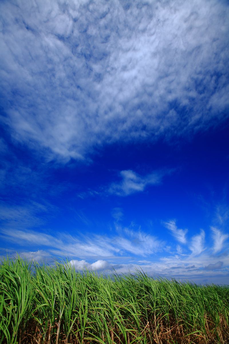 秋空とうーじ畑 日本 沖縄地方 Ganref 秋空とうーじ畑 日本 沖縄地方 Ganref