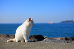 海ねこ f135d844f05b589a9a4c368f297d76