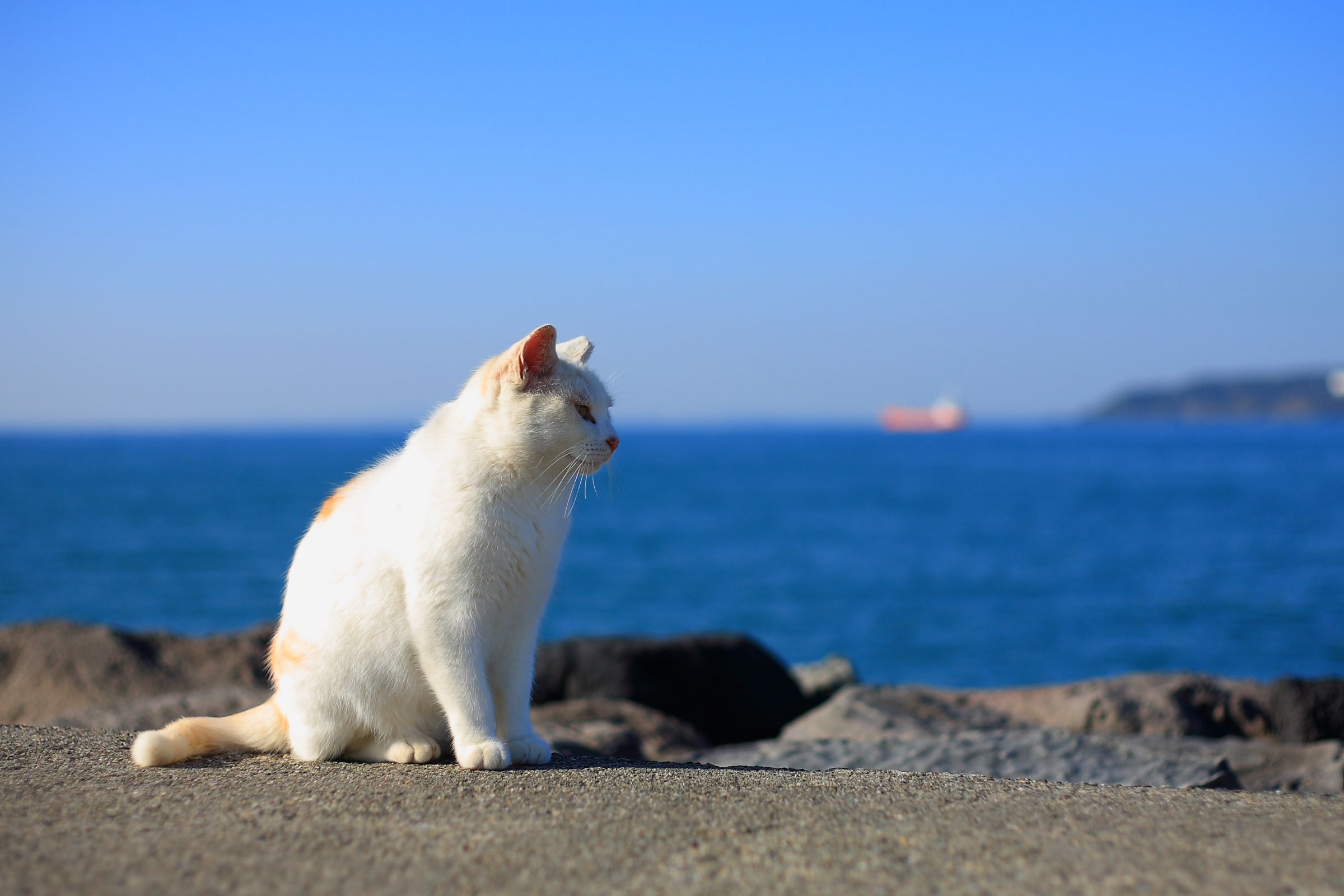 海ねこ 海を見るネコ | GANREF