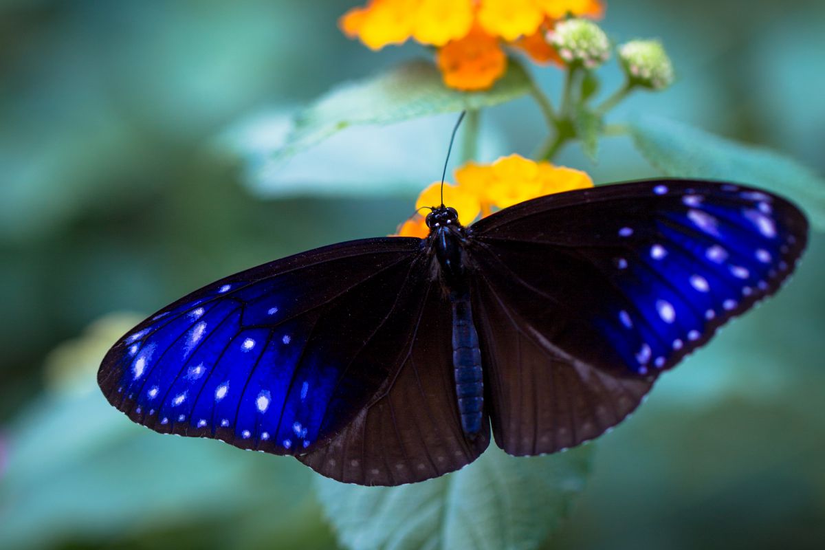 光る羽 動物 虫 昆虫 Ganref