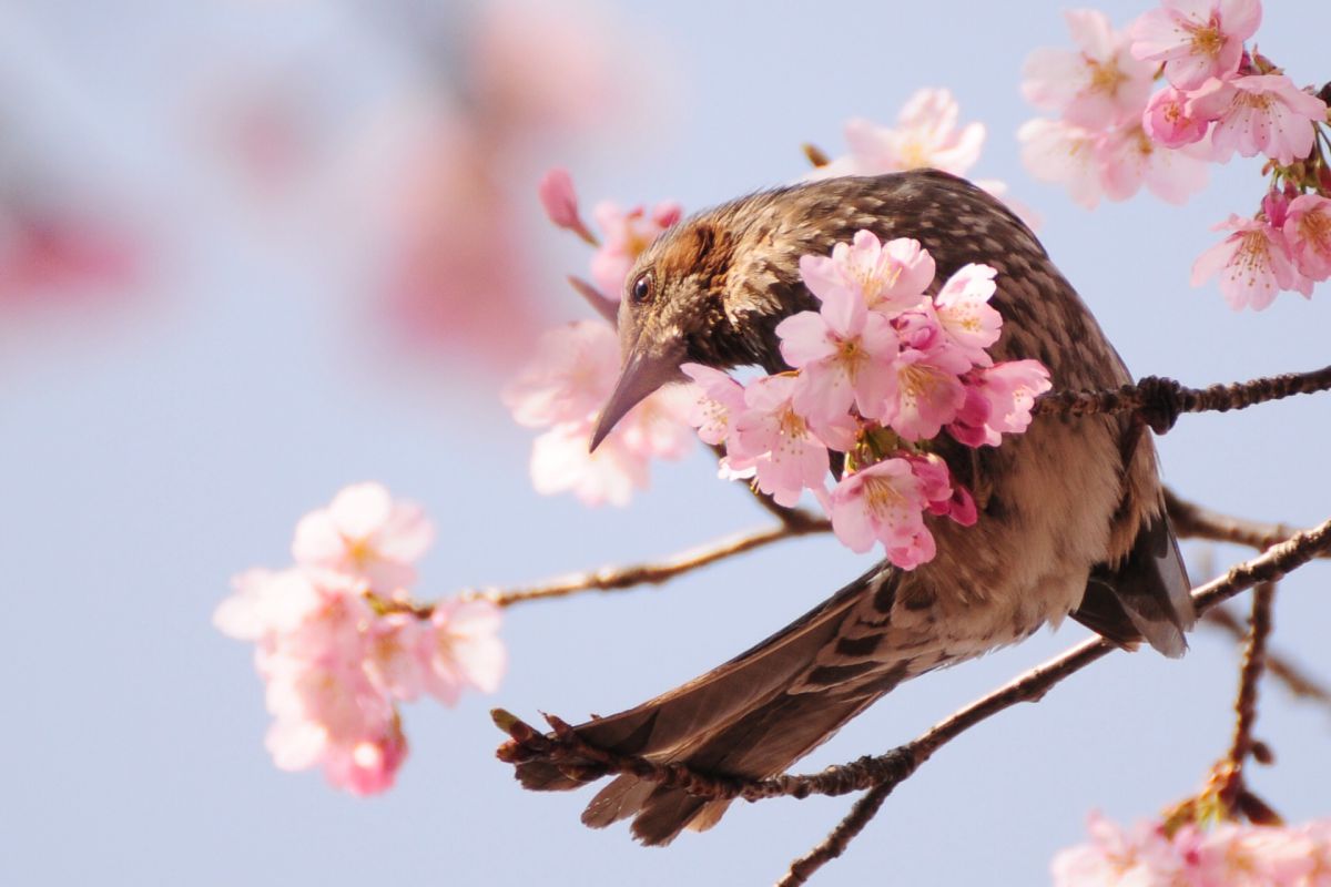 桜のブーケを持つヒヨドリ 動物 鳥類 Ganref