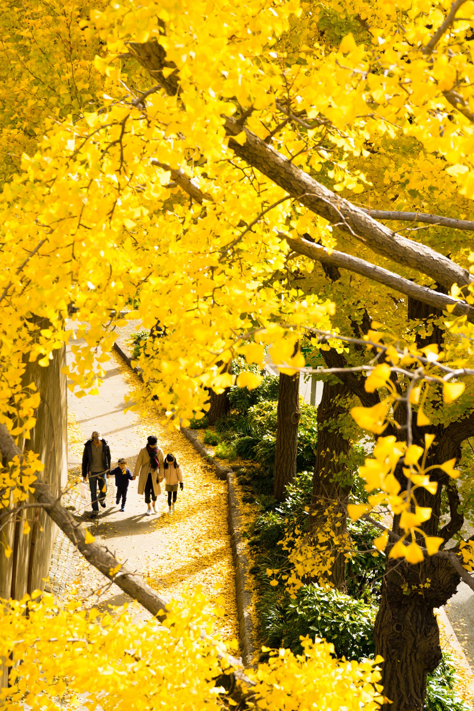 銀杏並木 | GANREF