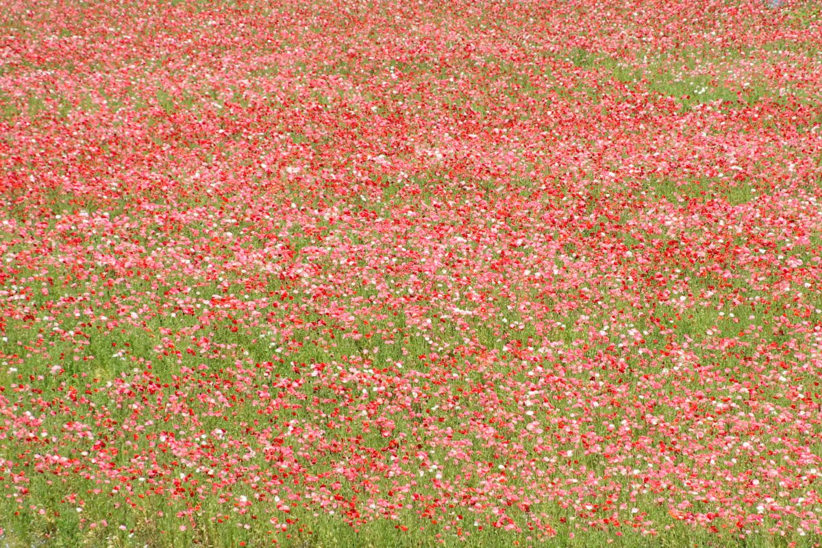 ポピーのテクスチャ 植物 花 花びら Ganref
