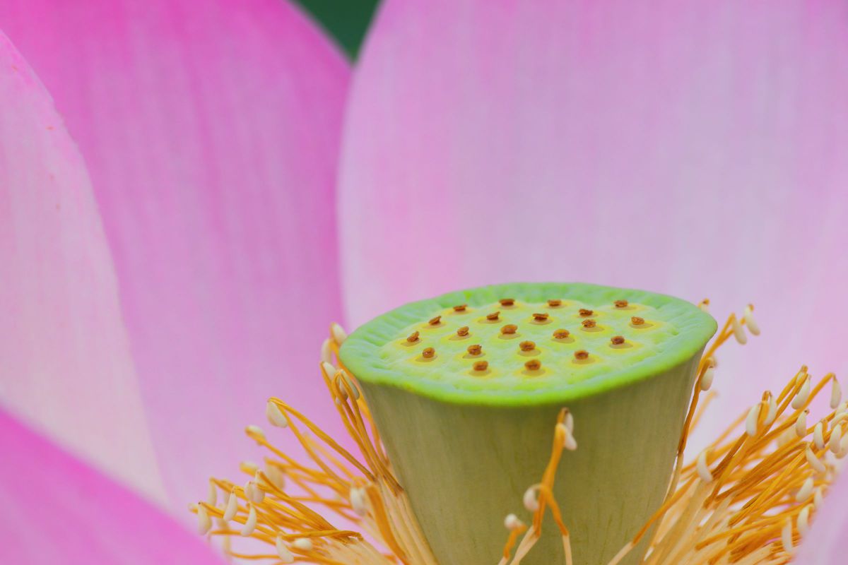 花托 植物 花 花びら Ganref 花托 植物 花 花びら Ganref
