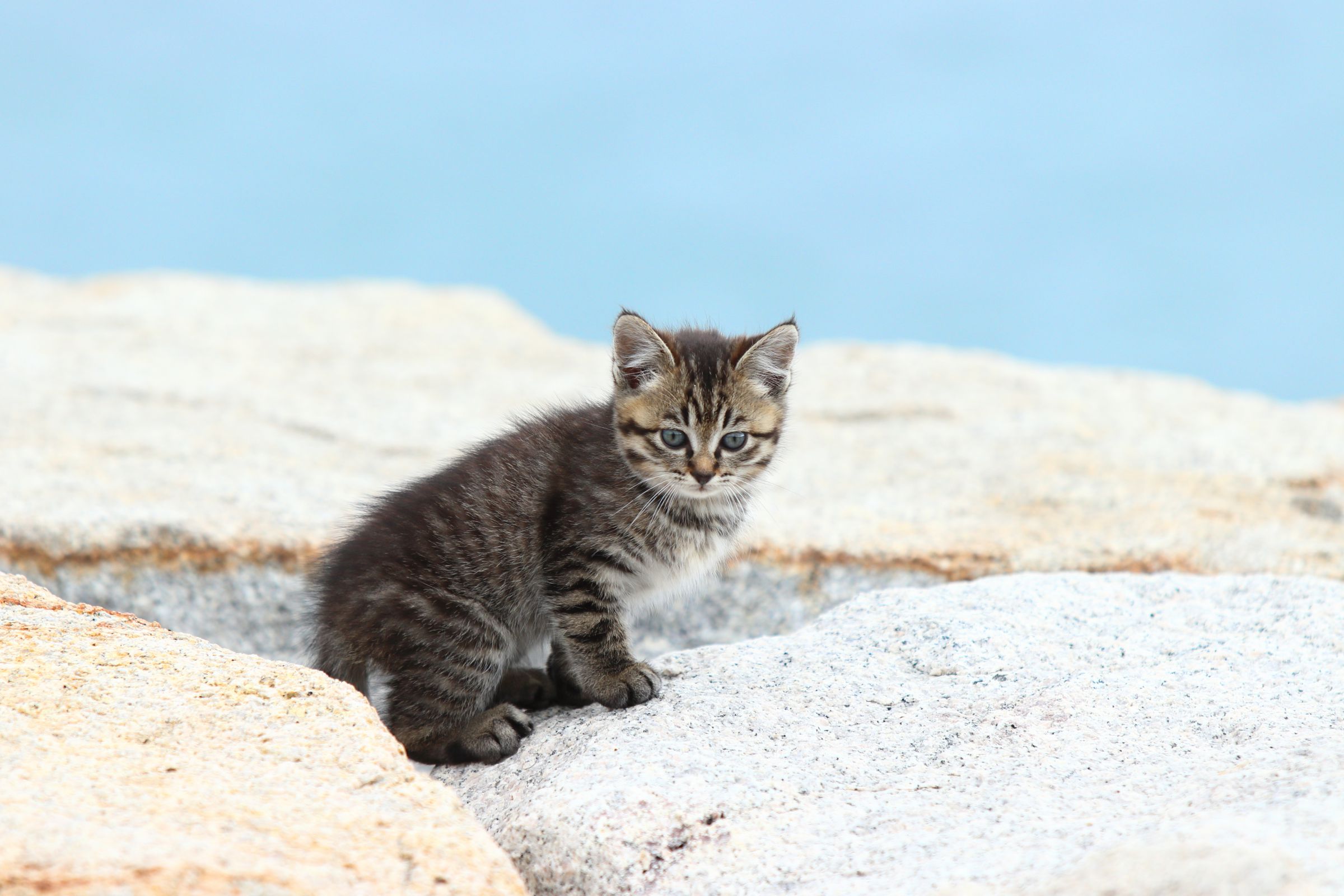 野良猫 maxresdefault.jpg?sqp=-