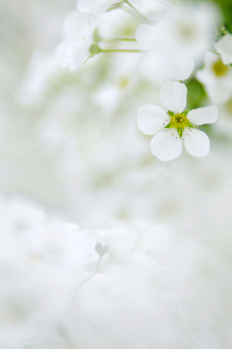 小米花 植物 花 花びら Ganref