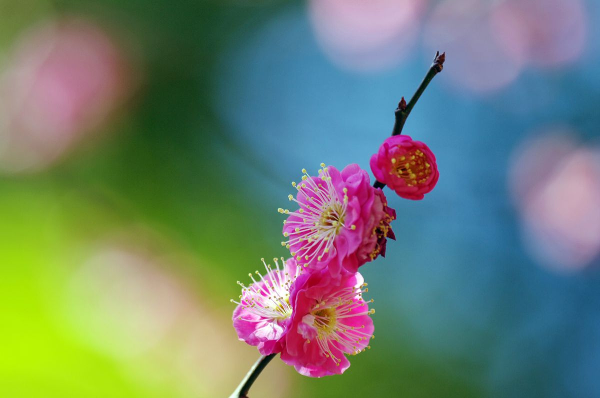 APO 180mm F3.5 EX DG MACRO /HSMで撮影された写真 | 写真検索 | GANREF