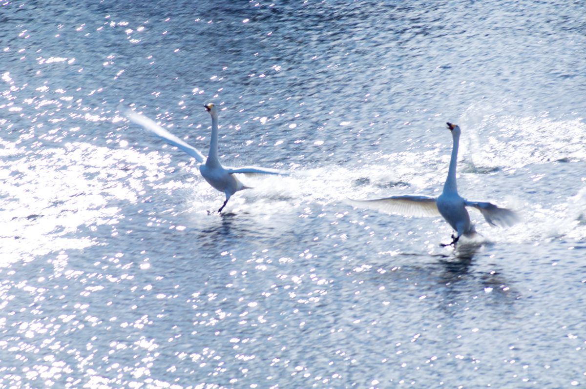 歓喜の舞 動物 鳥類 Ganref