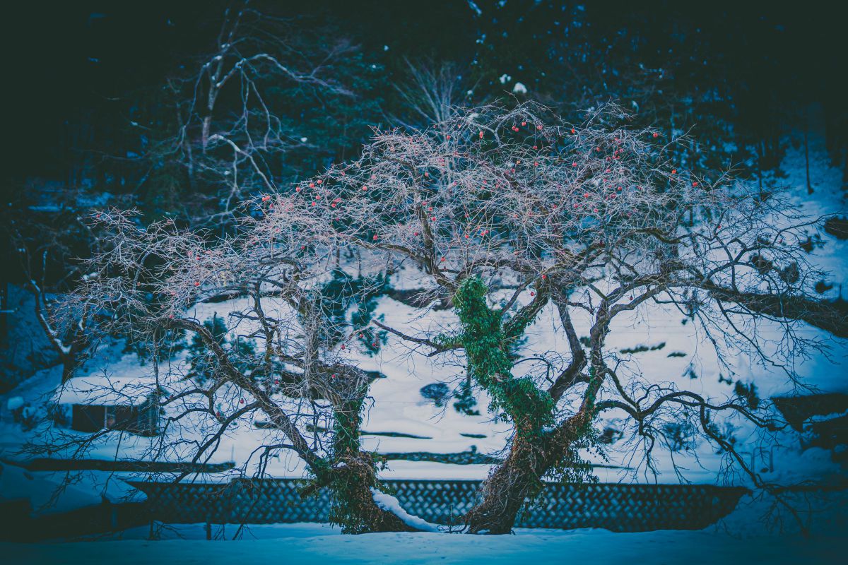 FE 50mm F1.2 GMで撮影された写真 | 写真検索 | GANREF