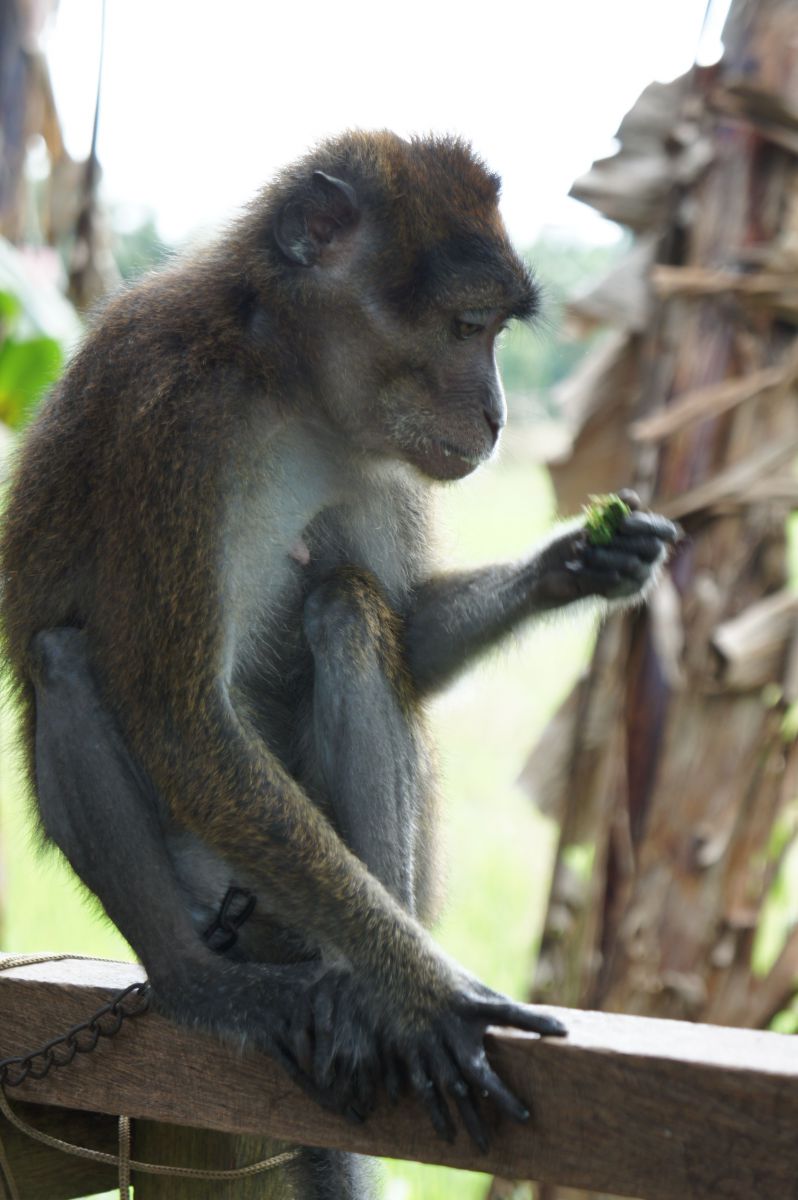 働けど働けど 動物 その他の陸の生物 Ganref