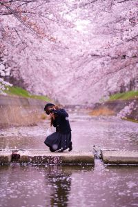 桜散る 桜 桜吹雪 花吹雪 散る 春 夜景 夜桜 合成 | イラスト・CG