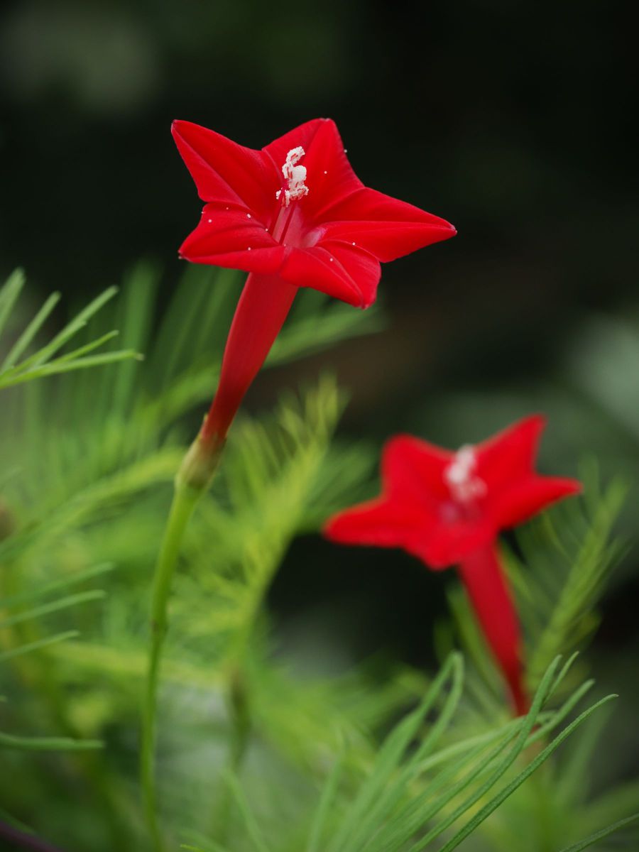 庭に咲く花（2023夏ルコウソウ） | GANREF