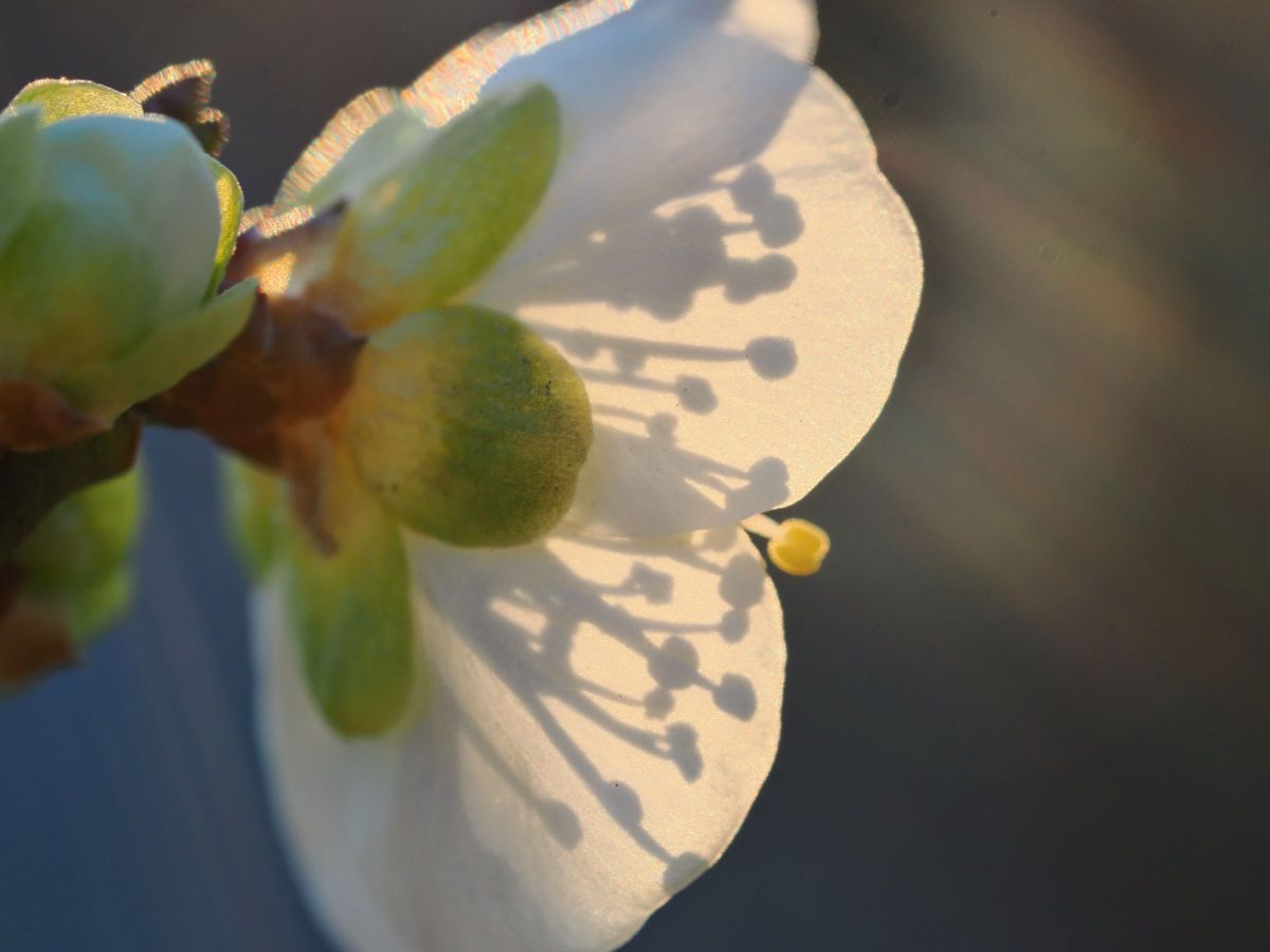 M.ZUIKO DIGITAL ED 60mm F2.8 Macroで撮影された写真 | 写真検索 | GANREF