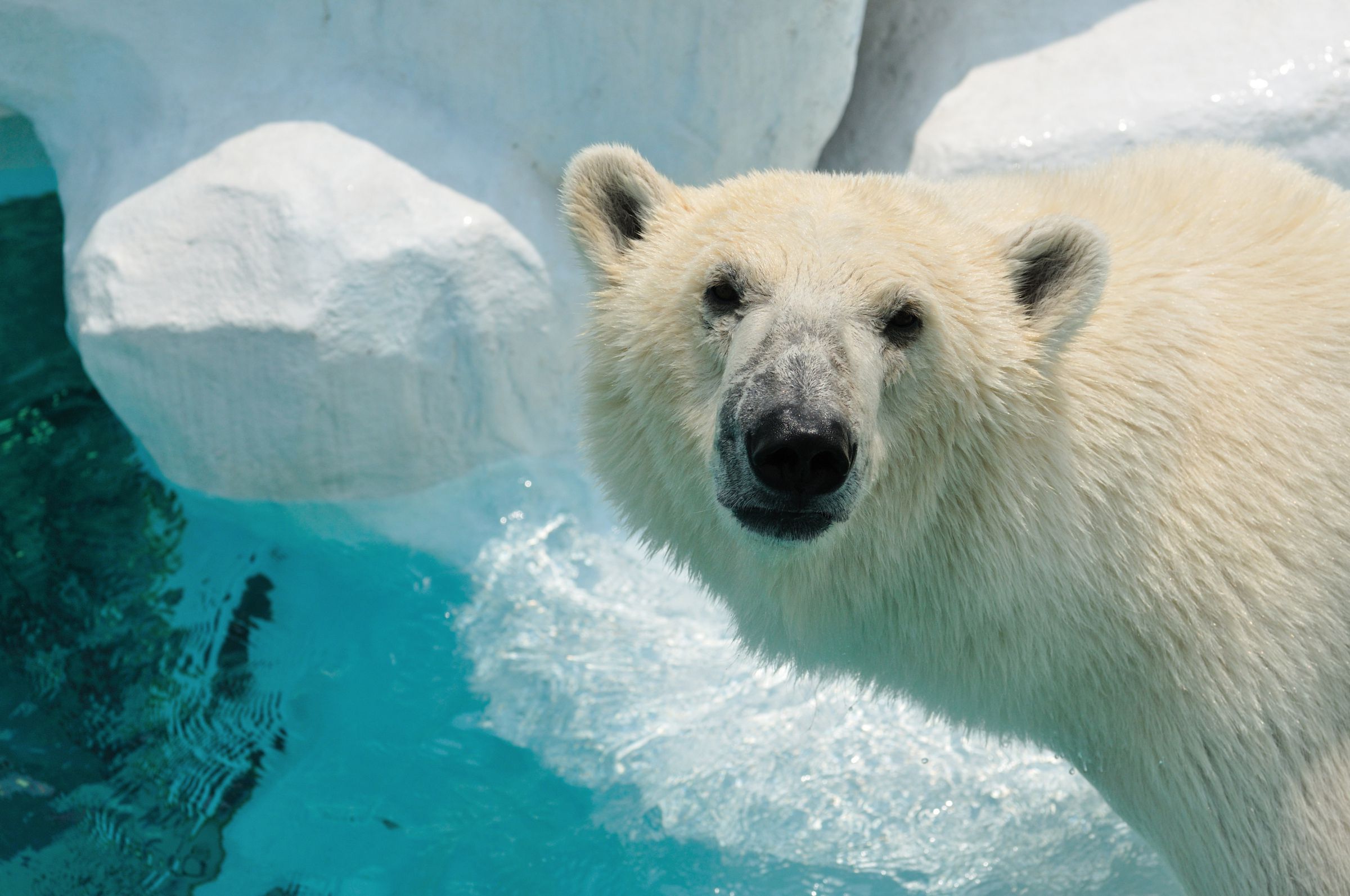 しろくまアイス | GANREF