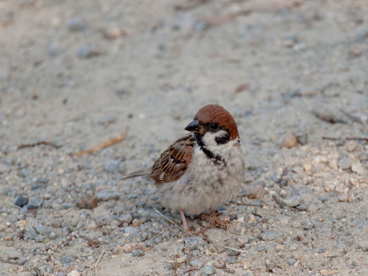 雀 動物 鳥類 Ganref