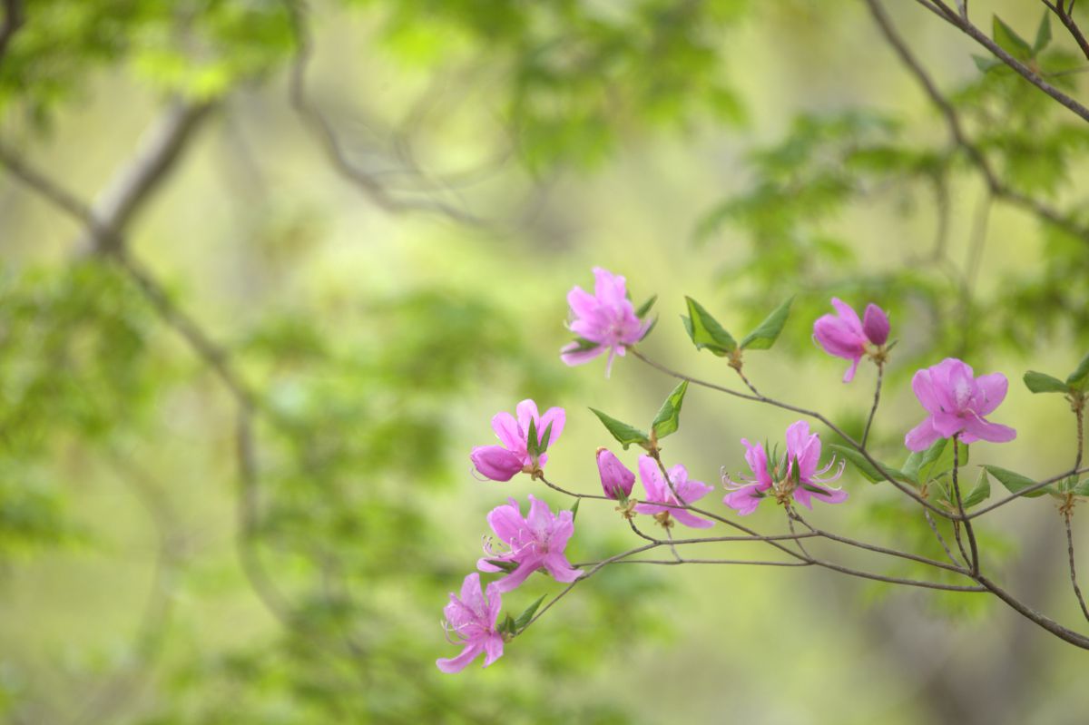 ミツバの蝶 自然 風景 高原 Ganref
