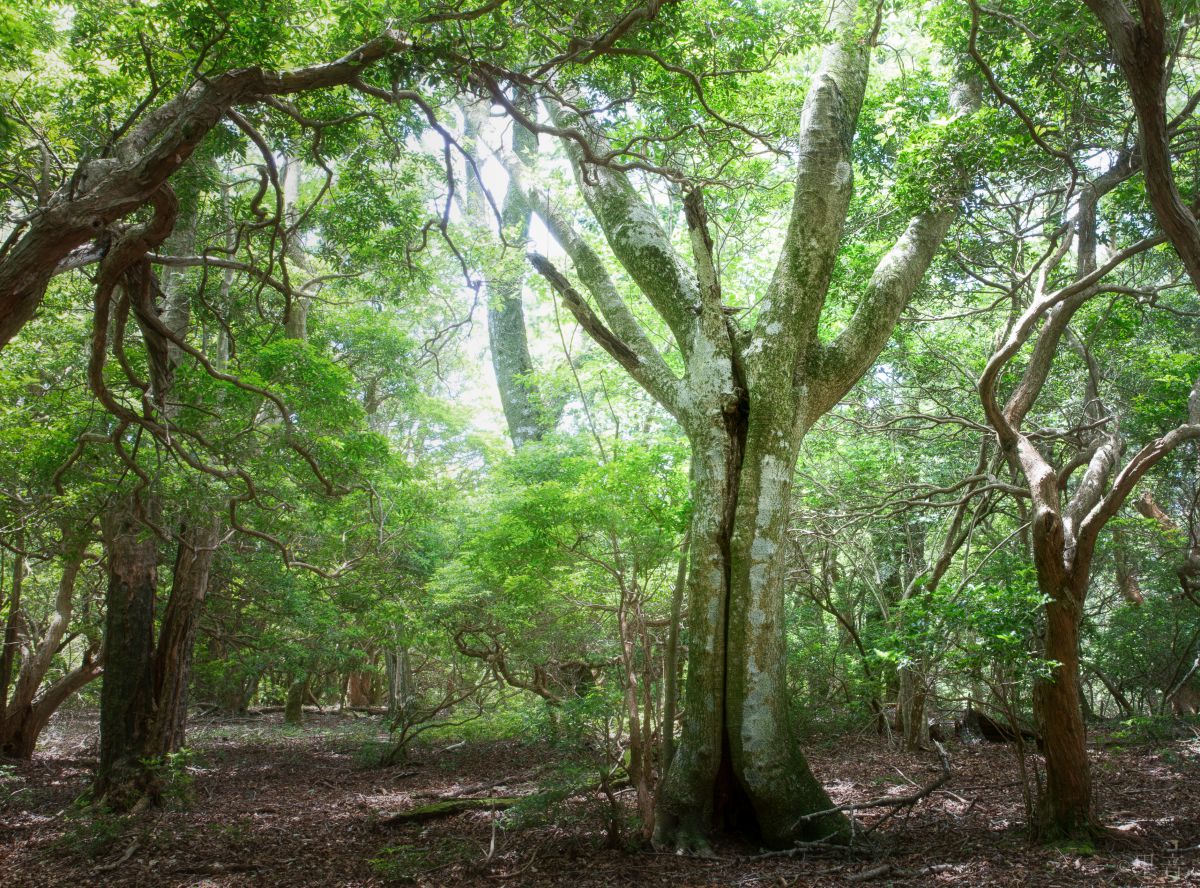 森の精霊たち 自然 風景 森林 Ganref