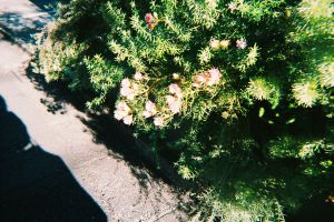 ふれふれ坊主 街並み 建物 店舗 Ganref