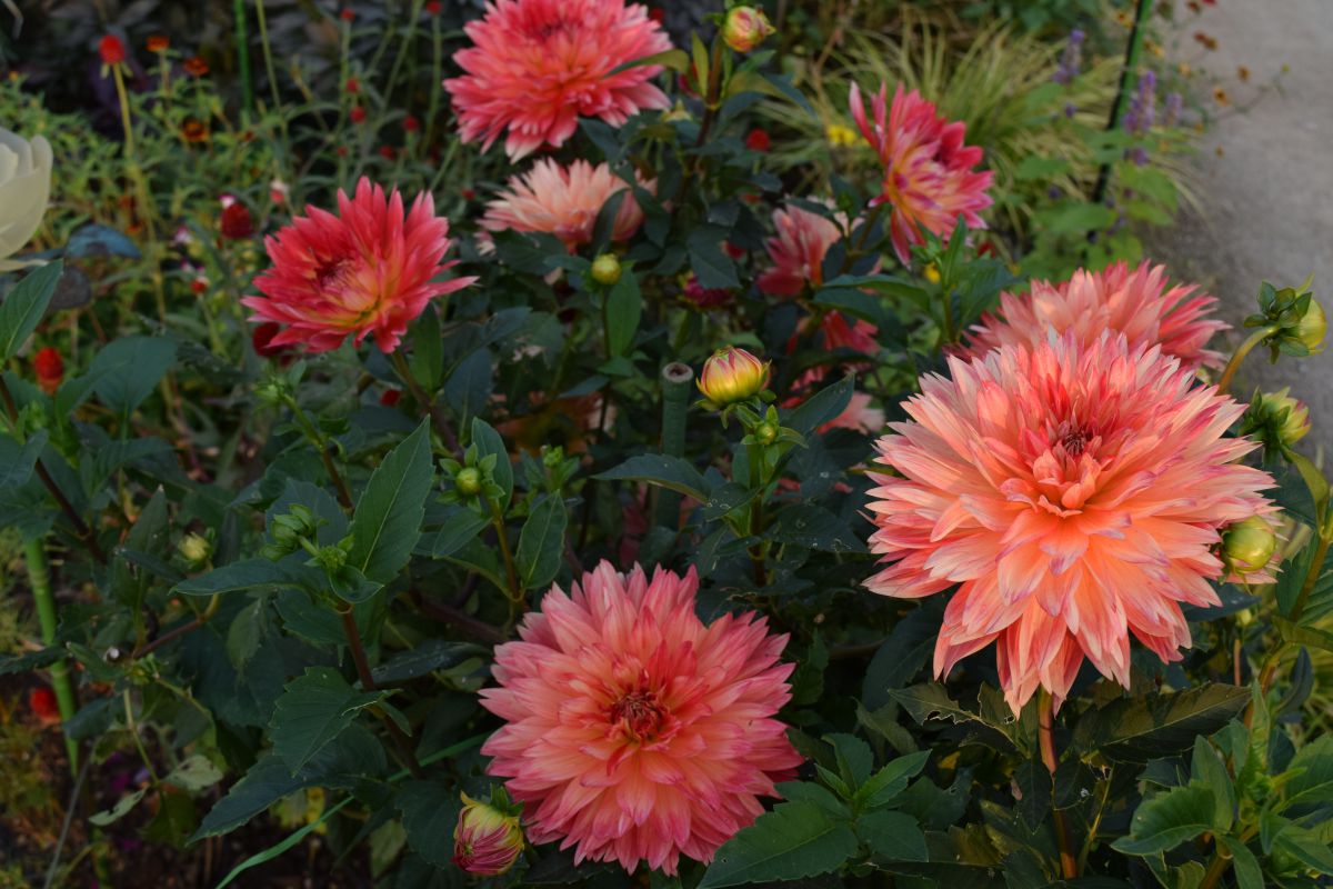 花火のような花 植物 花 花びら Ganref