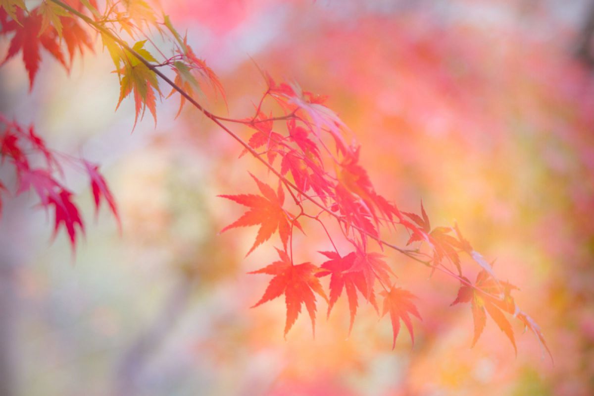 EOS Kiss X4で撮影された写真 | 写真検索 | GANREF