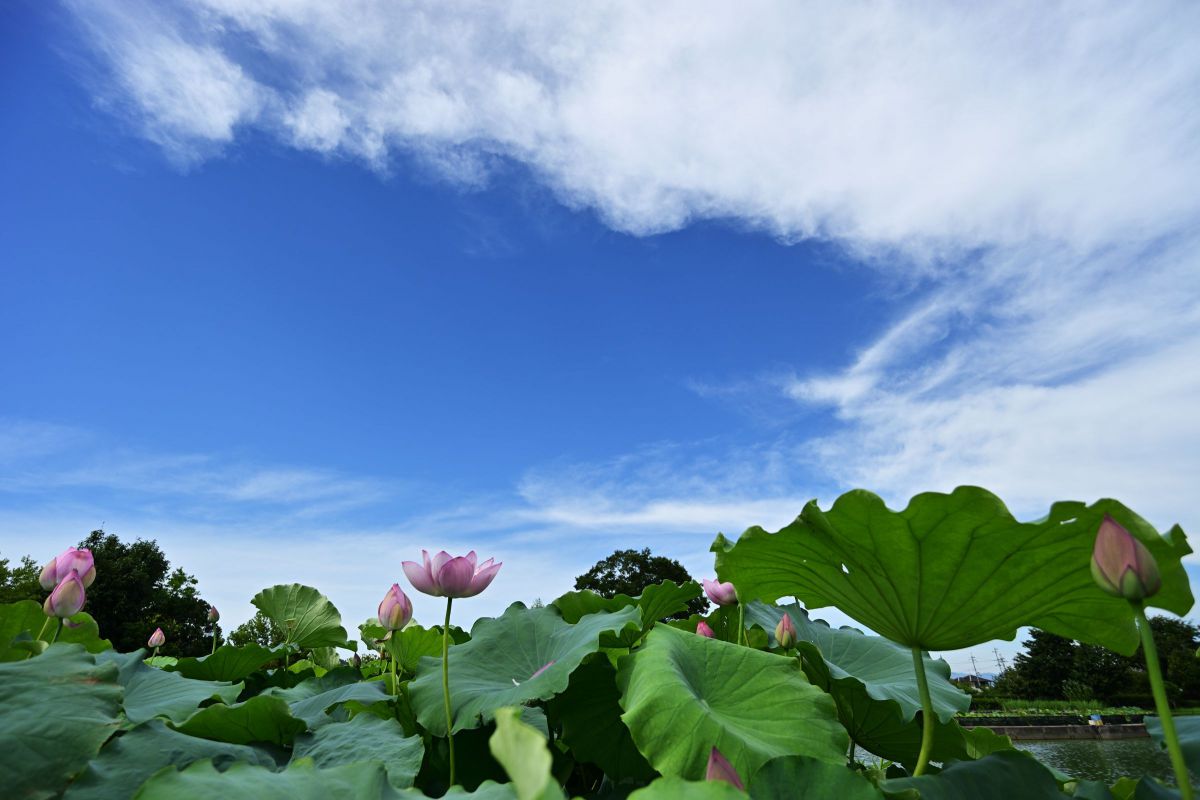 Ai AF Zoom-Nikkor 18-35mm f/3.5-4.5D IF-EDで撮影された写真 | 写真
