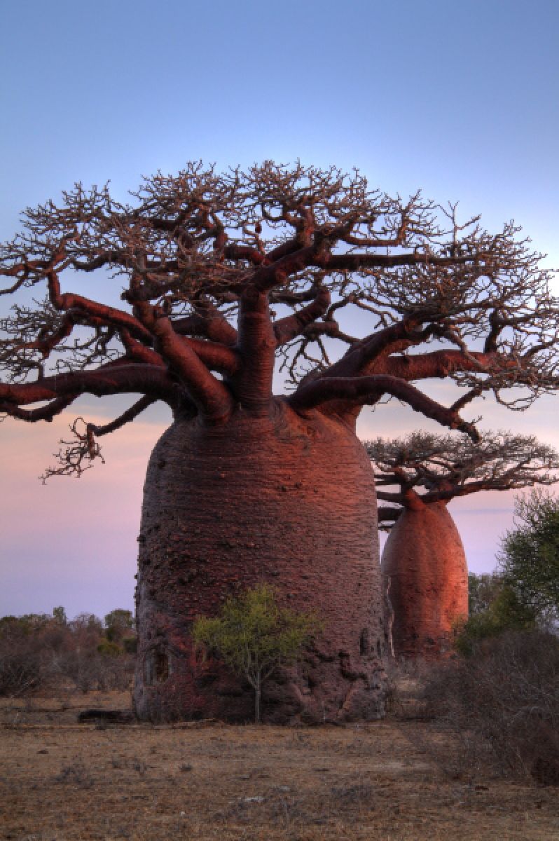地球遺産・巨樹 バオバブ | GANREF