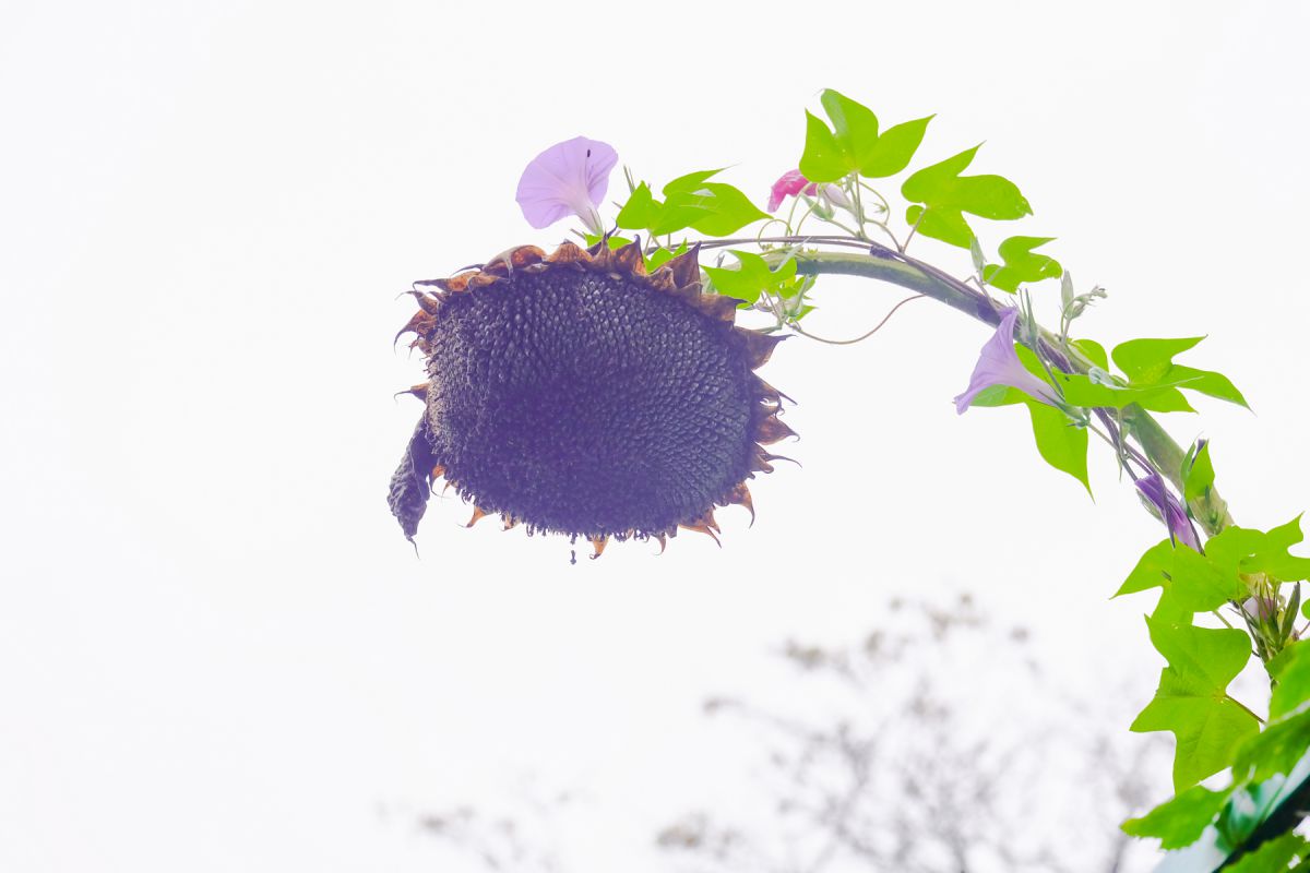 朝顔に 植物 花 花びら Ganref