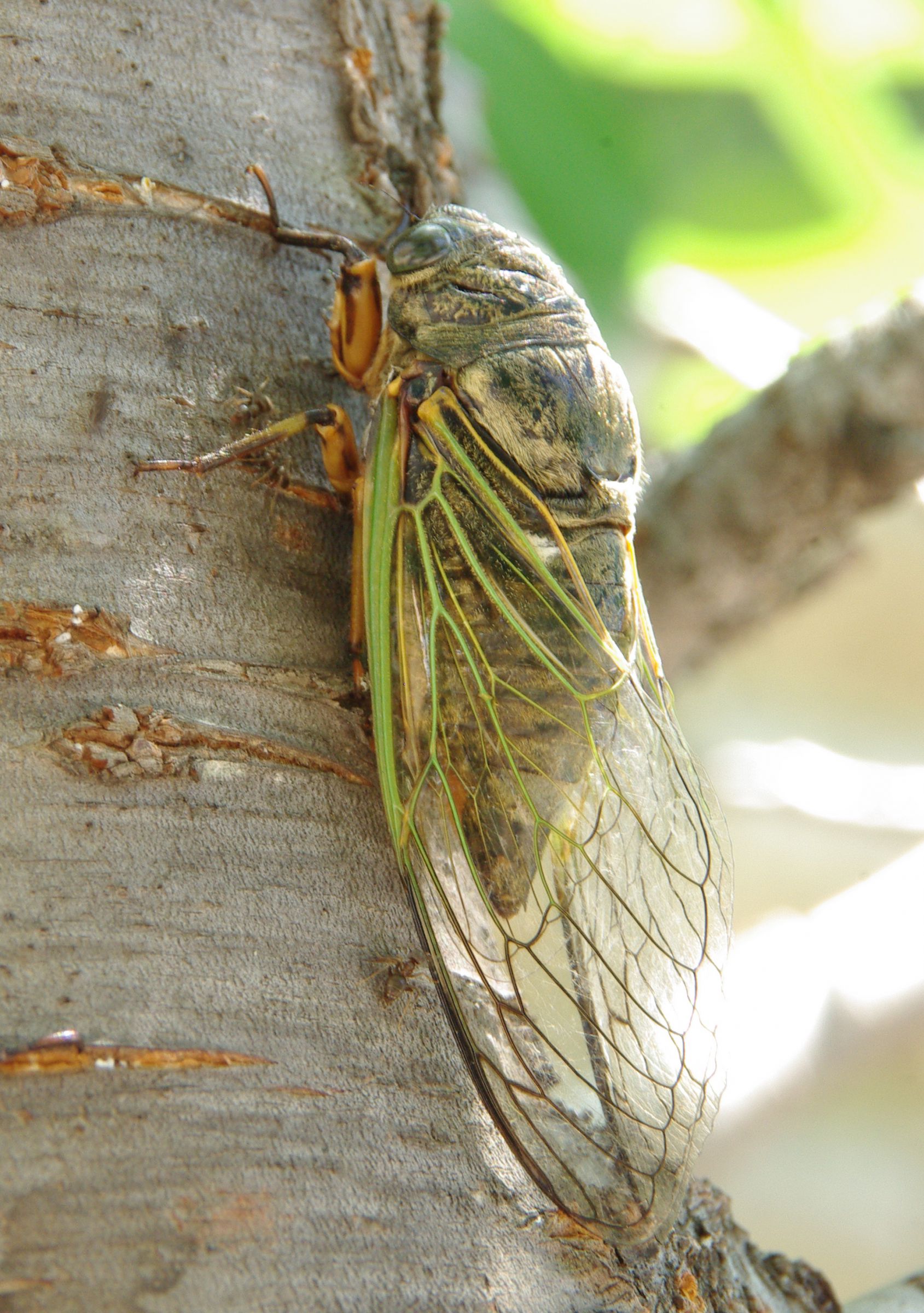 ミンミン蝉 | GANREF